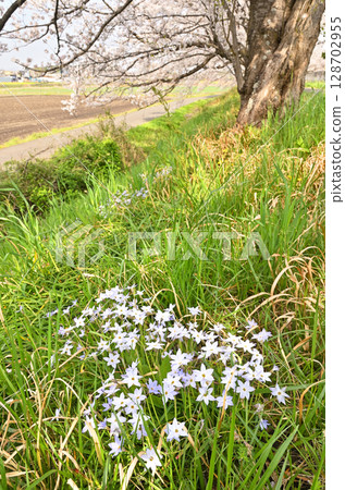 Minuma rice field, flowering lily and cherry blossom corridor 128702955