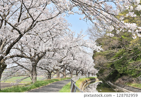 Minuma rice fields, green healthy road and cherry blossom corridor Minuma rice fields, green healthy road and cherry blossom corridor 128702959