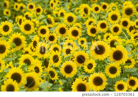 Blooming sunflower field 128703361