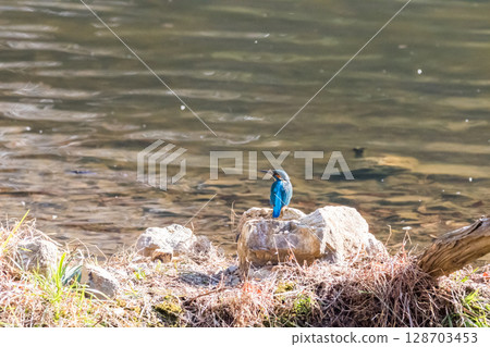 [Wild bird] Kingfisher perched on a rock 128703453