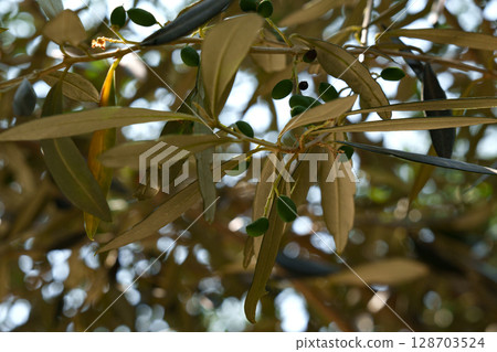 Olive Tree Branch with Green Olives and Sunlight. Olive Tree Branch with Green Olives and Sunlight. 128703524