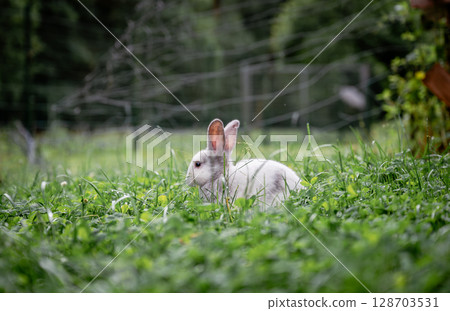 White rabbit hiding in tall green grass on a summer day in the countryside White rabbit hiding in tall green grass on a summer day in the countryside 128703531