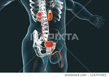Male urinary system 128703883