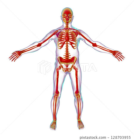 Male body with skeleton inside 128703955