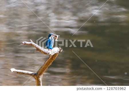 [Wild Birds] Kingfisher catching food 128703962