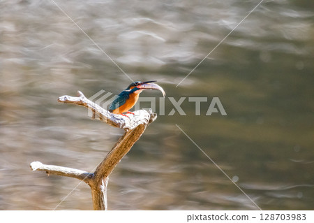 [野生鳥類] 翠鳥覓食 128703983