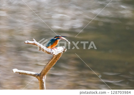 [野生鳥類] 翠鳥覓食 128703984