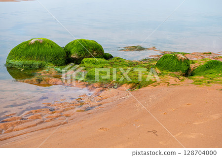Green algae covered boulders at sea coast beach. Rocks covered with green seaweed in sea water. Green algae covered boulders at sea coast beach. Rocks covered with green seaweed in sea water. 128704000