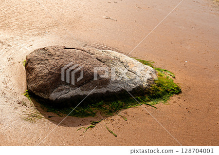 Green algae on a stone by the seashore. 128704001