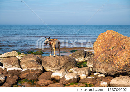 A dog stands on the rocks in the sea against the background of blue sky A dog stands on the rocks in the sea against the background of blue sky 128704002