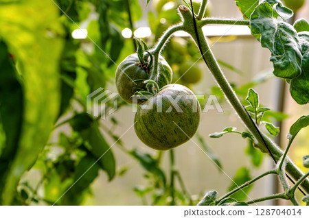 tomatoes of green colored ripen on a branch in the greenhouse, close-up 128704014