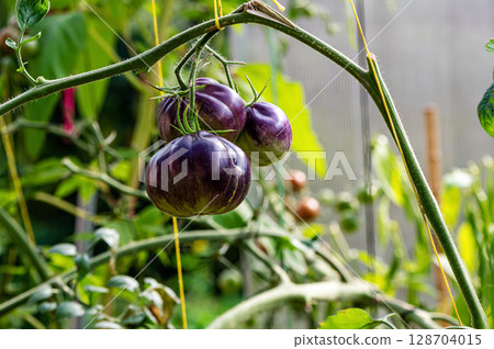 tomatoes of black colored ripen on a branch in the greenhouse, close-up 128704015