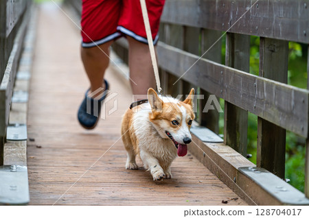 A smiling Welsh corgi dog runs across a bridge with its owner on a rainy autumn day A smiling Welsh corgi dog runs across a bridge with its owner on a rainy autumn day 128704017