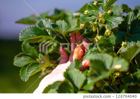 woman examines strawberry plant in garden, hand close-up woman examines strawberry plant in garden, hand close-up 128704040