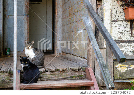 Two cats sit on wooden steps at the entrance of an ancient building with an open wooden door. Two cats sit on wooden steps at the entrance of an ancient building with an open wooden door. 128704072