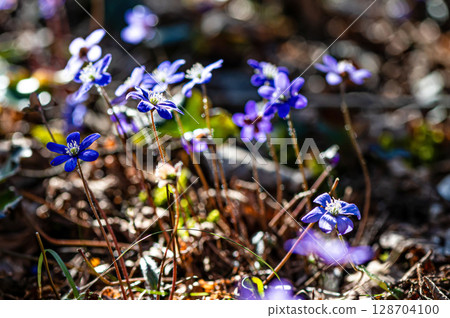 Anemonoides blanda, syn. Anemone blanda, the Balkan anemone, windflower, close up, selective focus Anemonoides blanda, syn. Anemone blanda, the Balkan anemone, windflower, close up, selective focus 128704100