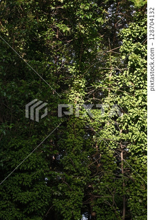 Shadows reflected in the scrub forest 128704132