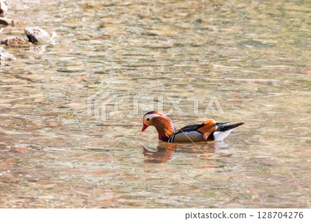 [野鳥] 池塘裡游弋的鴛鴦 128704276