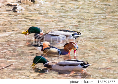 [野生鳥類] 鴛鴦和綠頭鴨在池塘覓食 128704277
