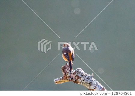 [野生鳥類] 雌性紅尾鴝棲息在樹枝上 128704501