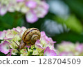 Snail and Hydrangea 128704509