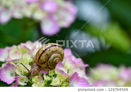 Snail and Hydrangea 128704509