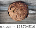 Hornets actively building nests 128704510