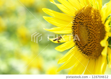 蜜蜂和夏花 128704612