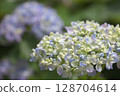 Cute hydrangea 128704614