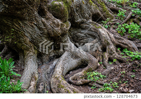 Scenic view of old tree roots covered with moss and lichen, natural background, forest environment 128704673