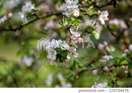 Apple Blossom closeup on green background in warm sunlight, with space for text. Apple Blossom closeup on green background in warm sunlight, with space for text. 128704676