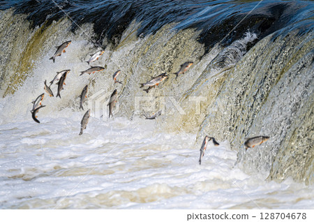 The Venta Rapid waterfall in May with fish jumping out of the water in Kuldiga in Latvia The Venta Rapid waterfall in May with fish jumping out of the water in Kuldiga in Latvia 128704678