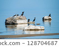 Great cormorant sits on a stone against the backdrop of the Baltic Sea, Latvia 128704687