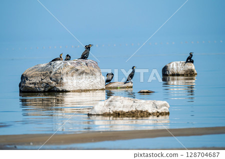 Great cormorant sits on a stone against the backdrop of the Baltic Sea, Latvia 128704687