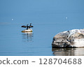 Great cormorant sits on a stone against the backdrop of the Baltic Sea, Latvia 128704688