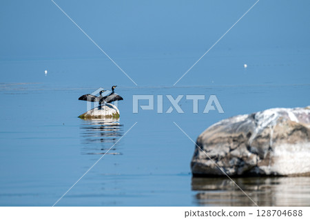 Great cormorant sits on a stone against the backdrop of the Baltic Sea, Latvia 128704688