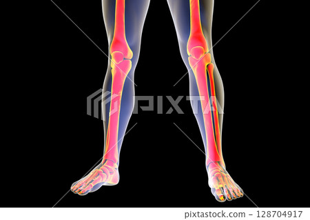 Human legs anatomy isolated on black background 128704917