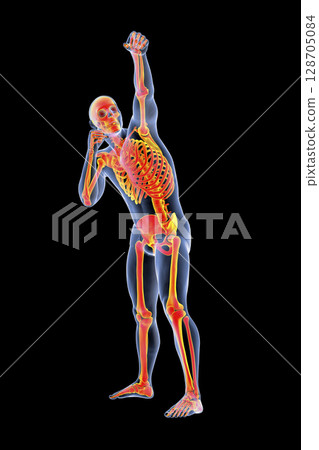 Anatomy of boxing sport, 3D illustration Anatomy of boxing sport, 3D illustration 128705084