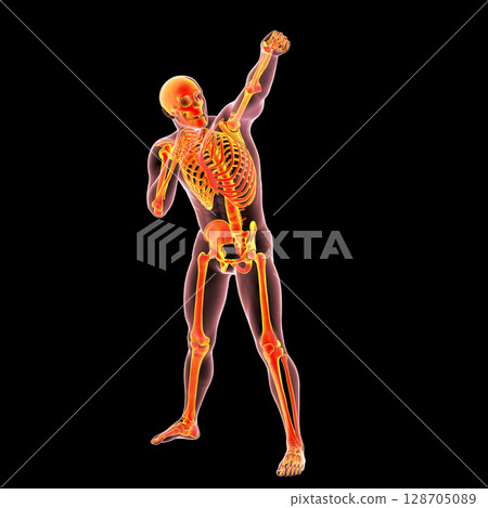 Anatomy of boxing sport, 3D illustration 128705089