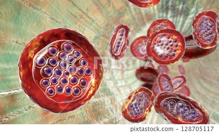 The malaria-infected red blood cells 128705117
