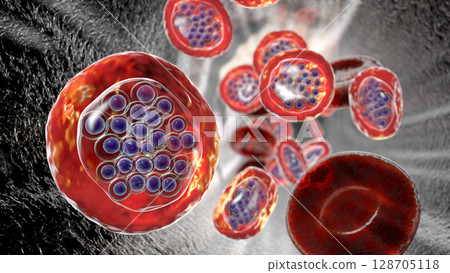 The malaria-infected red blood cells 128705118