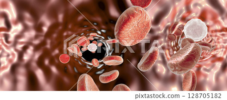 Blood vessel with erythrocytes 128705182