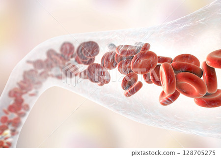 Blood vessel with erythrocytes and leukocytes 128705275