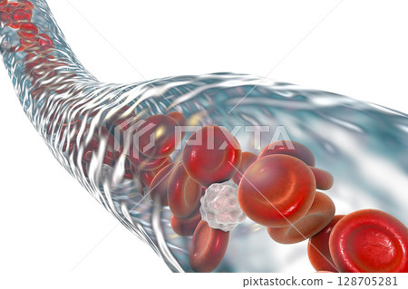 Blood vessel with flowing erythrocytes and leukocytes 128705281