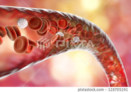 Blood vessel with flowing erythrocytes and leukocytes 128705291