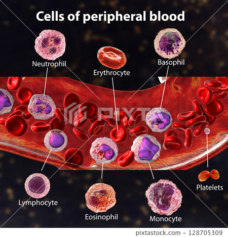 Blood flow. 3D illustration showing different types of blood cells Blood flow. 3D illustration showing different types of blood cells 128705309