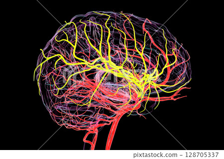 Brain arteries with highlighted middle cerebral artery in yellow, 3D illustration 128705337