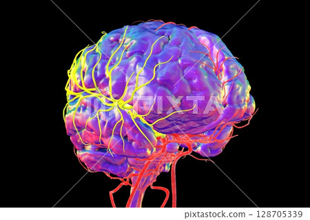 Brain arteries with highlighted middle cerebral artery in yellow, 3D illustration Brain arteries with highlighted middle cerebral artery in yellow, 3D illustration 128705339