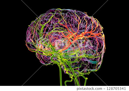 Brain arteries with highlighted middle cerebral artery in red, 3D illustration Brain arteries with highlighted middle cerebral artery in red, 3D illustration 128705341
