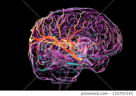Middle cerebral artery, 3D illustration Middle cerebral artery, 3D illustration 128705343